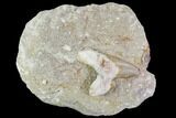 Otodus Shark Tooth Fossil in Rock - Eocene #111040-1